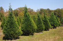 Trees at the Swedenburg Christmas Tree Farm in Columbus appear to be in good shape for the 2009 holiday season. Many Mississippi growers expect sales to increase because of travel cutbacks and plans to stay home. (Photo by Kat Lawrence)