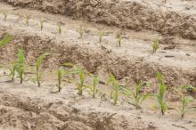 Warm temperatures starting in February allowed Mississippi's corn crop to get an early start, and 90 percent of planned acreage was in the ground by mid-April. (Photo by Scott Corey)