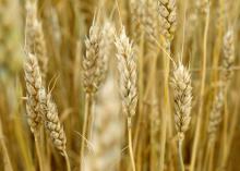 File photo of growing wheat