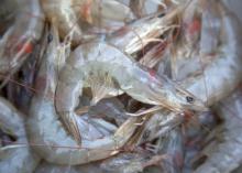 The bulk of the 1.137 million pounds of shrimp landed in Biloxi during the first two weeks of the season have been medium, 36- to 40-count shrimp. (Photo by MSU Ag Communications/Kat Lawrence)