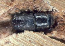 Southern pine beetles, such as the one in this file photo, are causing damage in the Homochitto National Forest in southwest Mississippi. Unlike small areas lost annually to Ips beetles, Southern pine beetle damage can encompass thousands of acres. (Photo by MSU Ag Communications/file photo)