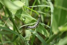 July rains have helped Mississippi forages rebound from the June drought, but now producers need to watch for invasions of army worms, like this one working on new growth in an Oktibbeha County pasture on July 20, 2012. (Photo by MSU Plant and Soil Sciences/Rocky Lemus)