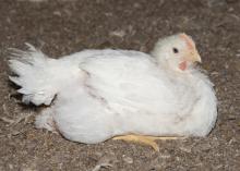 This 5-week-old broiler is approaching market weight in a commercial research house at the H.H. Leveck Animal Research Center, commonly called South Farm, at Mississippi State University on March 20, 2013. Mississippi has grown more than 205 million birds in the first 14 weeks of the year. (Photo by MSU Ag Communications/Kat Lawrence)