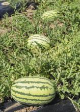 Although delayed by 2013 spring weather, these watermelons soon will be leaving the Chickasaw County field owned by Kayla and Curtis Martin, just in time for July picnic tables. (Photo by MSU Ag Communications/Scott Corey)