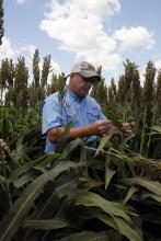 Jeff Gore, an entomology expert with the Mississippi State University Extension Service and the Mississippi Agricultural and Forestry Experiment Station, surveys white sugarcane aphid damage in a grain sorghum research plot near Stoneville, Mississippi, on Aug. 13, 2014. (Photo by MSU Ag Communications/Bonnie Coblentz)