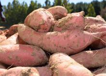 With sweet potato harvest halfway done in Mississippi, growers are finding a beautiful but small crop. (Photo by MSU Ag Communications/ Kevin Hudson)