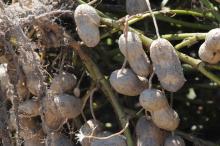 With peanut harvest near the halfway mark in Mississippi by Oct. 10, 2014, growers were seeing above average yields and quality pods. (File Photo by MSU Ag Communications/Kat Lawrence)
