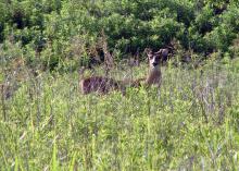 White-tailed deer, such as this buck grazing in a Bolivar County, Miss. field, play an important role in the larger ecological landscape and are part of the public trust. (File photo by MSU Extension Service/Bill Hamrick)