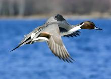 Pintails are among the first ducks to migrate south in the fall, just in time for the start of Mississippi's waterfowl hunting season. (Photo by iStock)