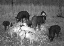 Before building a trap, landowners and managers should use whole-kernel, shelled corn to establish bait sites that attract wild hogs. (Photo courtesy of Rob Holtfreter)