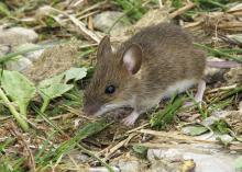 Mice and other rodents need food and shelter. Human environments can provide both if steps are not taken to exclude the pests from homes and other buildings. (Photo by iStock)