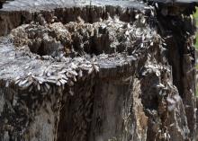 Termites swarming on this decaying tree stump are a healthy part of nature, but homeowners must take steps to make sure they do not infest houses. (Photo by MSU Extension Service/Linda Breazeale)