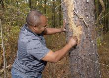 Man examining a pine tree for evidence of beetles