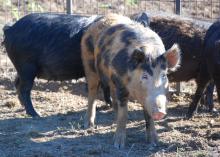 An orange wild hog with large black spots stands in a trap with two black wild hogs in the background.