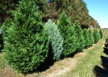 A row of Christmas trees stands at a Jackson, Mississippi, Christmas tree farm.