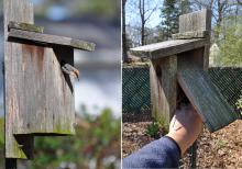 Brown-headed nuthatch (left) inspecting a recently cleaned-out nest box in a backyard in Clinton, Mississippi. Nest boxes with easy access doors make cleaning the boxes for the new breeding season simple and quick. (Photos by MSU Extension Service/Adam T. Rohnke). 
