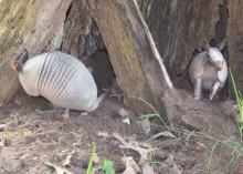 Armadillos dig up gardens in search of insects to eat but do not typically consume garden plants. (File photo by MSU Extension Service/Linda Breazeale)