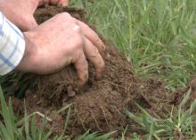 A pair of hands pull rich soil from the ground with green grass around it.