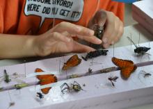 A child’s hands poised above a collection of colorful insect specimens, pinned to Styrofoam blocks.