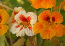 Nasturtiums such as this mixed selection is an old-time flower that is easy to grow. Along with their beauty, nasturtiums are versatile, require very little attention and are edible, the trifecta of flower characteristics. (Photo by MSU Extension/Gary Bachman)