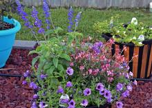 Containers can be planted at any time of year. This summer combination has tall Salvia Playin’ the Blues in the back, Gaura Karalee Petite Pink providing interest in the front, and Supertunia Bordeaux filling in all the extra space. (Photo by MSU Extension/Gary Bachman)
