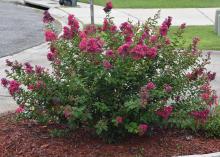 Gardeners sometimes use heavy pruning to control crape myrtle size and shape, but these goals are better achieved by choosing the right plant to fit the space. This Bourbon Street Dwarf Crape Myrtle is an excellent choice for a small area. (Photo by MSU Extension/Gary Bachman)