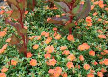Purslane is an old succulent that thrives in high summer temperatures. New varieties, such as this Pizazz Tangerine purslane paired with New Look celosia, are perfect flowering annuals for hot and humid summers. (Photo by MSU Extension/Gary Bachman)