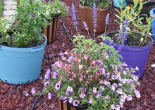 Container gardening makes irrigation, weeding and fertilizing a breeze, while offering beauty that can be moved around for variety and weather protection. (Photo by MSU Extension/Gary Bachman)