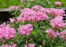 These Lucky Pink pentas offer a rich pink color on branching, compact plants. 