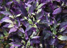 The Purple Flash ornamental pepper plant has purple and green foliage.