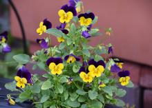 Yellow and purple violas are blooming.