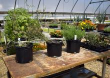 Three varieties of milkweed grow in four containers inside a greenhouse at the Mississippi State University South Mississippi Branch Experiment Station in Poplarville.