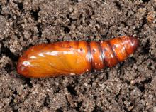 A shiny, brown segmented cocoon rests on top of the soil.