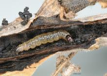 A whitish caterpillar with a black head sits inside a tunnel inside a plant stem.