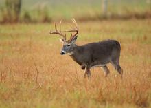 A large buck walks through a brown field.