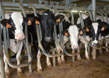 Several black and white cows look toward the camera while standing in milking gates.