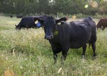 Black cattle stand in tall grass. Cattle in the background are grazing, while one cow in the foreground stares at the camera.