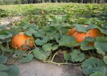 Two large, orange pumpkins grow on the vine in the foreground, with others visible in the background.