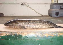 A northern snakehead is an invasive fish that can reach lengths of about 33 inches and are generally golden tan to a pale brown with dark-brown mottling.