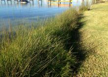 Tall grass grows between a calm body of water and low-cut grass with a wooden pier in the background.