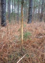 A small pine tree, the width of a forearm, stands in the middle of the woods with much of its bark rubbed away within the height level of an average deer.
