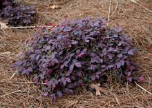  A small bush with burgundy leaves grows close to the ground.