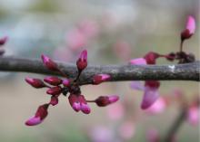 Tiny pink buds cluster in groups on a bare branch.