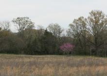 A single redbud tree covered in pink flowers is seen at a distance in a winter landscape.