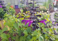 Small, vivid purple flowers bloom on a dark, upright stem.