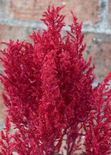 Red plumes of a celosia rise above a mixed flower bed.