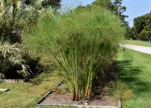 Tall stems of papyrus plants are topped by feathery flowers.