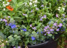 Scaevola – Tiny purple, white and orange flowers can be seen among a mass of green leaves.  