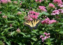 A yellow butterfly sits atop a green bush with pink flowers.