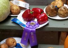 Three red bell peppers rest on a paper plate with a purple Grand Champion and blue first place ribbon.